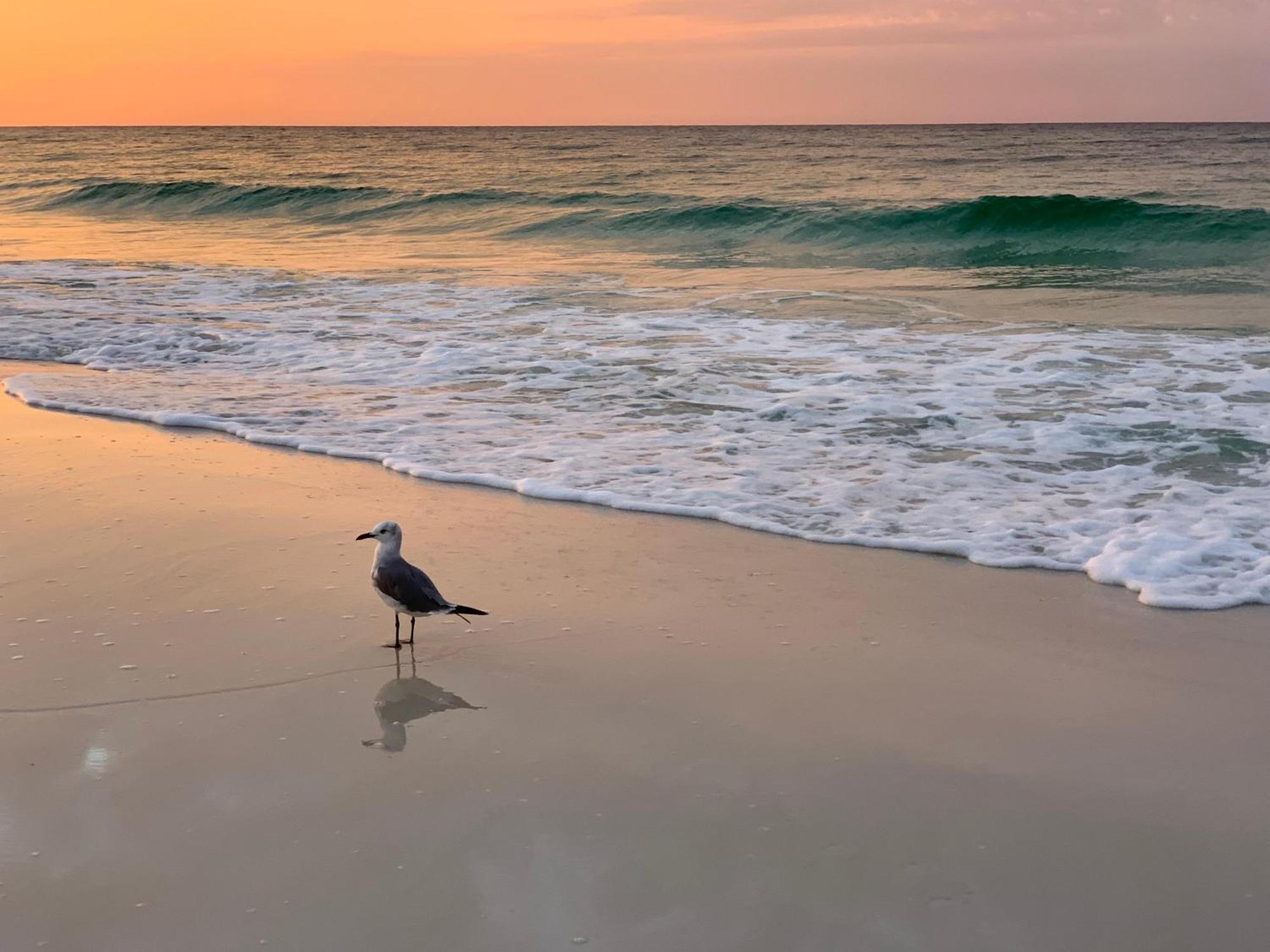 Nautilus 2408 Gulf View 2 Bedroom 4Th Floor Free Beach Service Fort Walton Beach Buitenkant foto